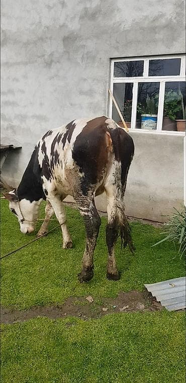 anqus dana: Qaramal – erkək dana (qara-ağ alaca) simental 1 il 8 ayliq hundur — 6