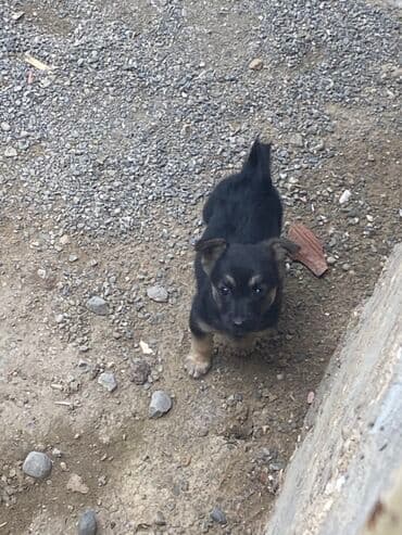 çoban iti satılır: Alman çoban iti, 2 ay, Dişi, Peyvəndli — 4