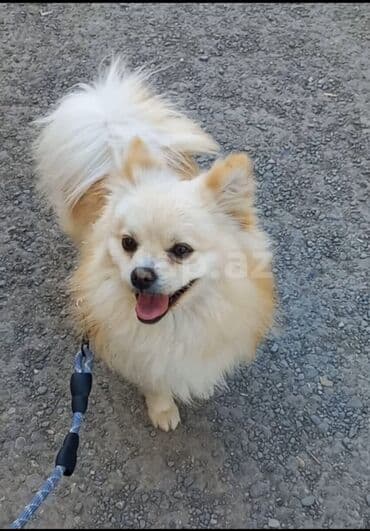 Şpitz, 1 il, Erkek, Peyvəndli, Ünvandan götürmə