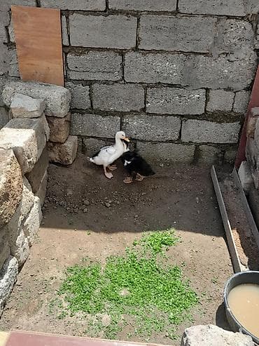 ördək lavanda: Son giymet 25 m — 1