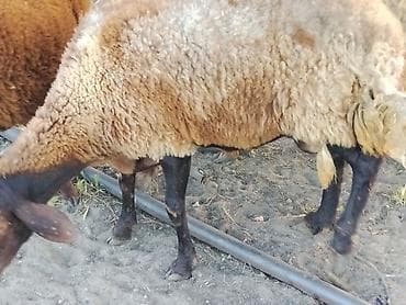 qoca qoyun: Damazlıq ana Qala qoyunları. Öz təsərüfatımın heyvanlarıdır. Ünvan — 8
