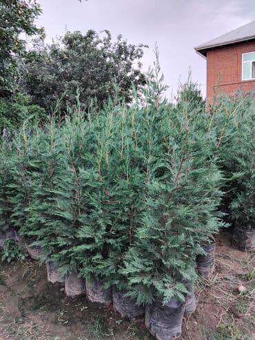 bitki satışı: Leylandra tingi - Növ: Thuja/ardıc tipli dekorativ iynəyarpaq — 11