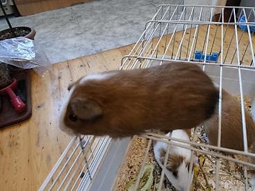 su donuzu: Ev heyvanı – dəniz donuzu (guinea pig) • Növ: Qısa tüklü guinea pig — 3