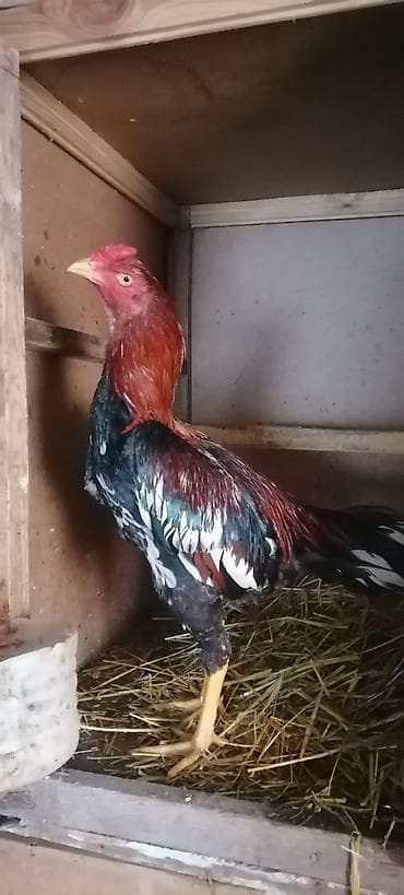 Heyrati xoruz 10 ayliqdir lalafo.az -da Heyrati xoruz 10 ayliqdir