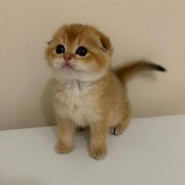 Britan qızılı shaded (golden) rəng qrupundan pişik balaları - Cins — 5