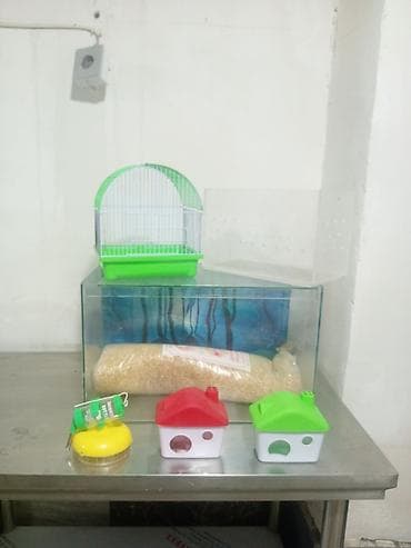 ev itleri balaca: Kiçik ev heyvanları üçün aksesuar və ləvazimatlar dəsti - Şüşə — 2