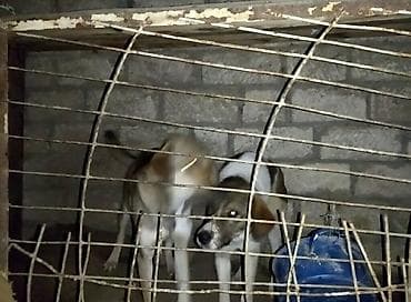 Кошки: 1 год, Для вязки, Самовывоз — 2