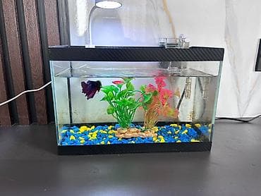 it sekisi: Masaüstü akvarium seti - Şüşə akvarium: düzbucaqlı forma, kompakt — 4