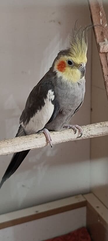 ucuz göyərçinlər: Məhsul: Nimfa tutuquşuları (Cockatiel) Xüsusiyyətlər: - Rənglər — 2