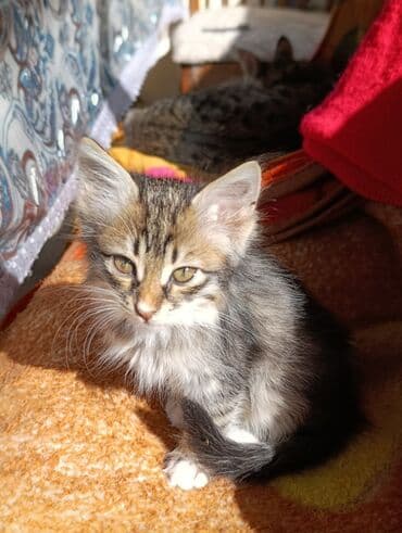 где можно купить котенка: Tabbi, Yaxşı əllərə — 7