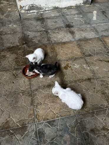 pişik blender: Yaxşı əllərə — 3