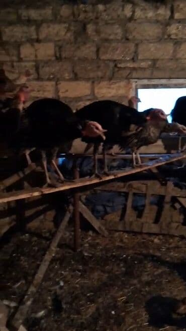 qoyun satisi 2024: Erkək, Damazlıq, Ünvandan götürmə — 2