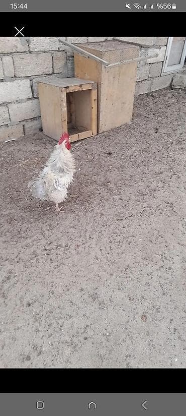 Məhsul: Qıvrım lələkli xoruz Təsvir: - Nadir qıvrım (frizzled)