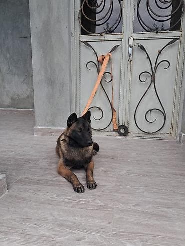 itlərin sekisi: Belçika çoban iti, 6 ay, Erkek, Peyvəndli, Ünvandan götürmə — 2