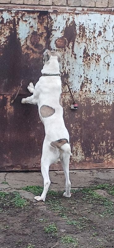 alabay iti satisi: Qurdbasar, 1 il, Erkek, Peyvəndli, Ödənişli çatdırılma — 6