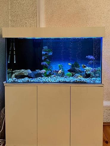 teleskop baliq: . Salam.Akvarium altligilə birlikdə satilir Uzunlugu 1.20 Eni 50 — 7