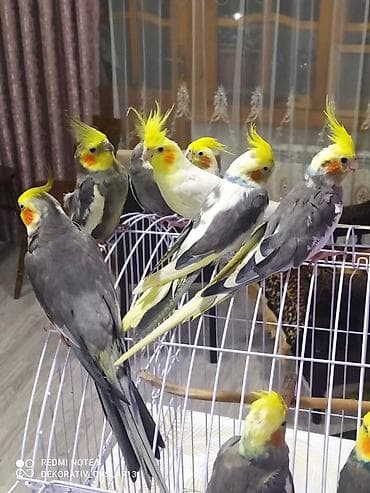 qarğa balası: Salam danisan quslar satilir. Yaslari ferqlidir. Quslar dislemir — 1