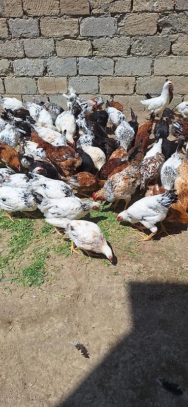 Kend beceleri .Qiymet 11 manat lalafo.az -da Kend beceleri .Qiymet 11 manat