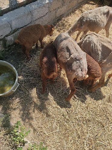 goyercin berde type 0: Cavan ana balla qoyunllardi hec bir diwi tukulmuyub yunllarda — 7