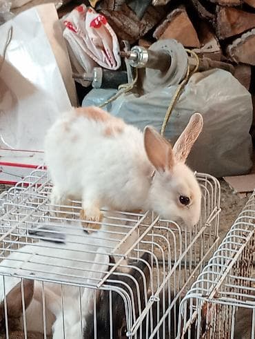 heyvan sahiblənmə: Ev dovşanı balaları – uzunqulaqlı, tüklü minilop tipli (aşağı sallanan — 9