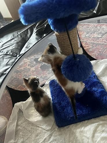 pişik səbəti: Dişi — 2