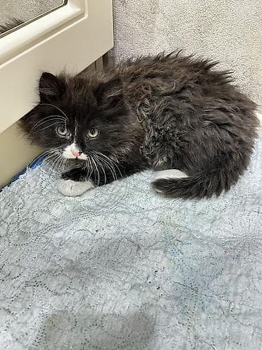 pişik balası satılır: V dobrie ruki pushistiy kotik. 2 mes devocka — 3