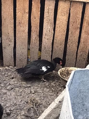 hid qusu: Muscovy ördəkləri və qarışıq yerli ördəklər satılır. Her qiymete var — 3