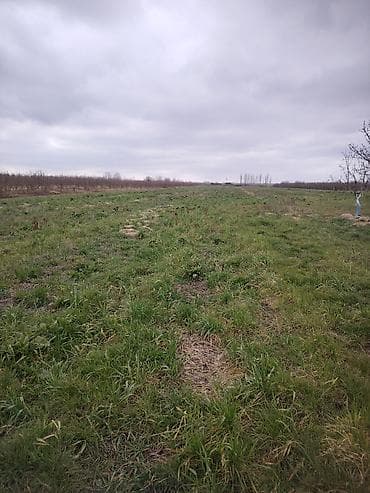 naxçıvanda torpaq elanları 2019: 150 sot, Kənd təsərrüfatı, Kupça (Çıxarış) — 3