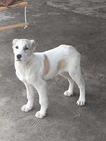 itler tap az: Alabay, Dişi, Peyvəndli, Ödənişli çatdırılma — 1