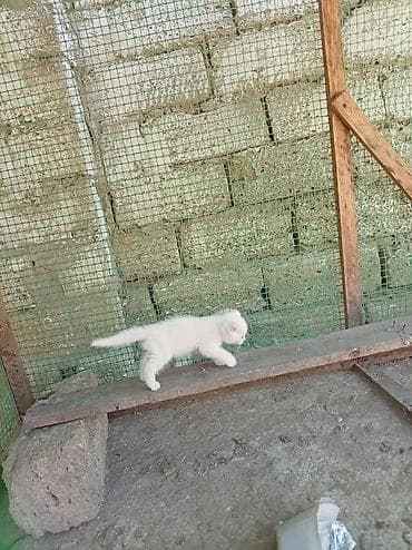 Ünvandan götürmə — 7