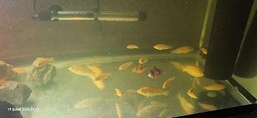 Pişiklər: Cixlid balığı, Yırtıcı, Pulsuz çatdırılma — 3