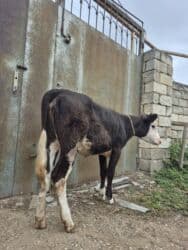 tap.az inekler: Təmiz cins danadı dişdi — 3