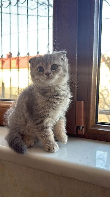 pişik sumqayıt: Şotland — 10