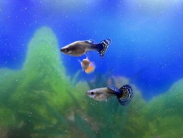 Бусы: Гуппи, Мирные, Платная доставка — 1