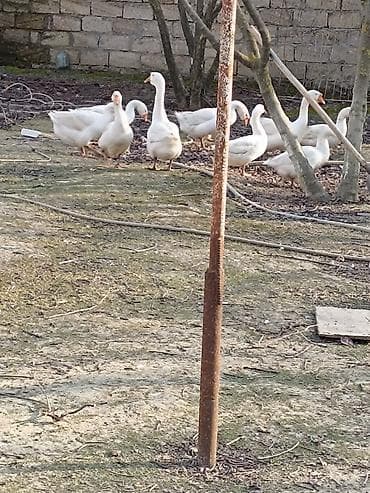 su maymunu: Qaz sürüsü – yerli təsərrüfatda bəslənmiş - Növ: ev qazı (ağ və boz — 3