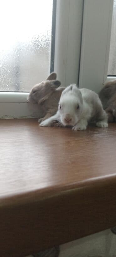 Gəmiricilər: Akor balası 8 manat - Cins: akor (ev dovşanı) - - Rənglər: krem — 2