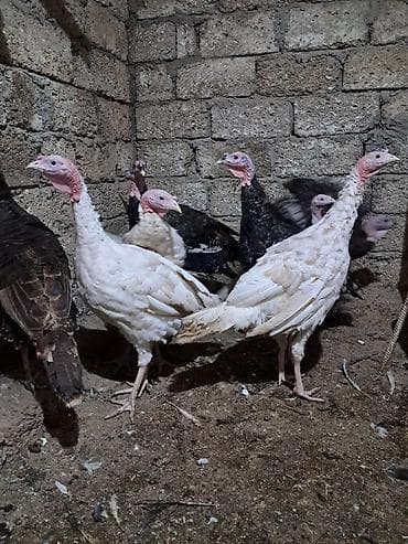 hinduşka cücəsi: Məhsul: Hinduşka sürüsü Təsvir: - Şəkillərdə müxtəlif rənglərdə (qara — 4