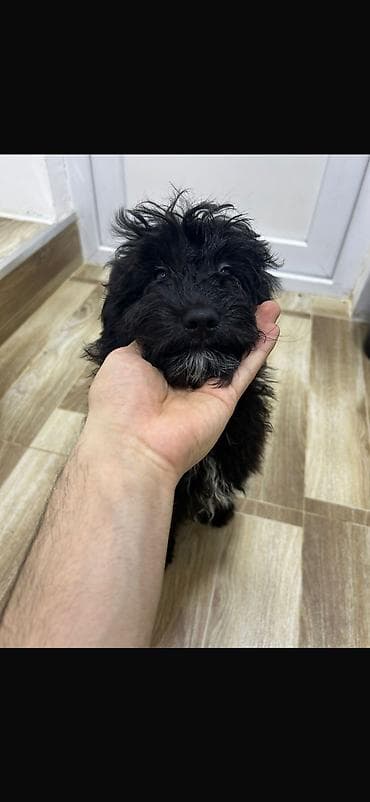 etibarlı ellere verilir: 👑Aytac23 peyvendi vurulub💉 qurd dermanı verilib ( praziçin suspendiya — 1