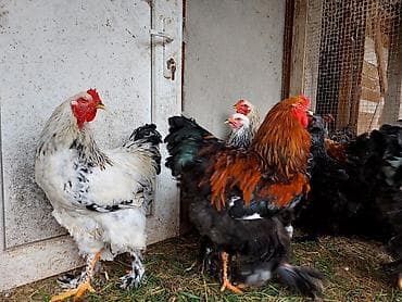 xoruz gence: Brahma cins toyuqlar və xoruzlar 2 - Növ: Brahma (iri bədənli, lələkli — 6