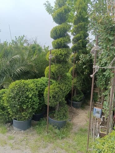 саженцы малины тарус: Qazon landşaft #qazon #torf #torf250litrlik Ekolayf #ekolayf balaken — 18