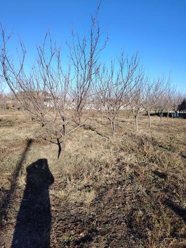 Lexus: Kənd təsərrüfatı — 3