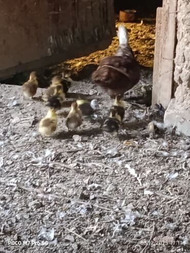 balalı inəklər: Salam Aleykum Təmiz cins lal ördek balaları. 9 ədətdi. ☝️4 gülkükdü — 2