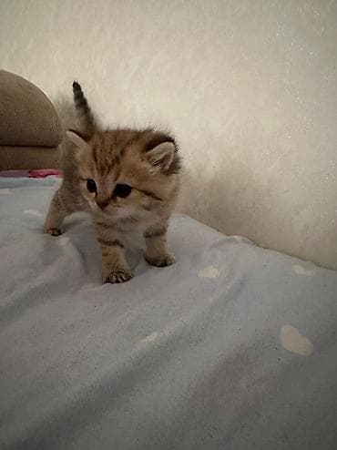 взять котёнка бесплатно: Шотландская, Самец, Бесплатная доставка — 5