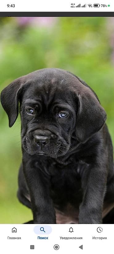 Kane-Korso, Peyvəndli