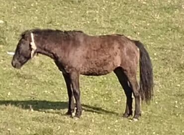 balasına sud verməyən qoyuna nə deyirlər: Minilmiyən dayçadı madyandı çaparağı var isdiyən buyursun — 4