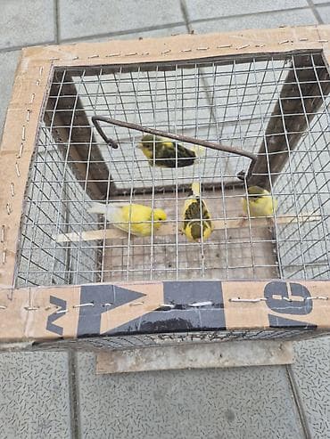 qartal sekilleri cekmek: 4 eded erkey — 7