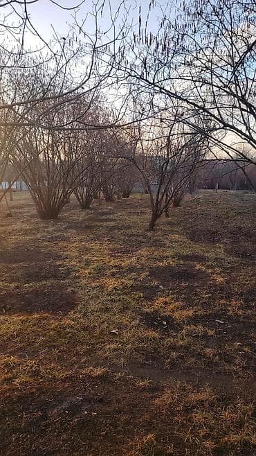 Kənd təsərrüfatı