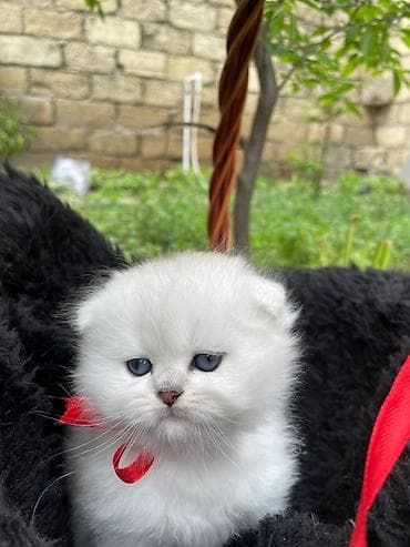 pişik cutləşdirilir: Şotland yastı qulaq — 3