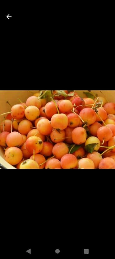 çiyələk ağacı: Məhsul: Süsən alma (crabapple) fidanı – qablarda əkilmiş gənc bitkilər — 4