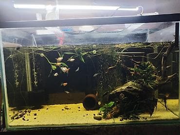 pişik cirmaglama taxtasi: Dördbucaq akvarium, Boş, 270 l, Ödənişli çatdırılma — 1